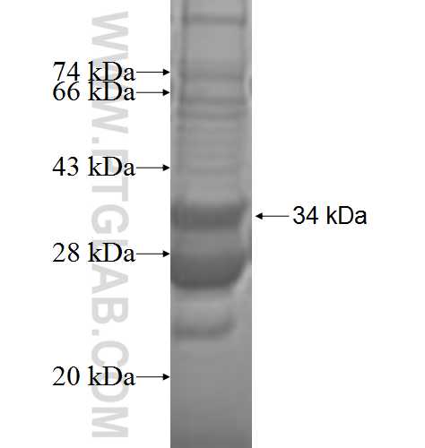 MRPL33 fusion protein Ag8796 SDS-PAGE MRPL33 fusion protein Ag8796 SDS-PAGE