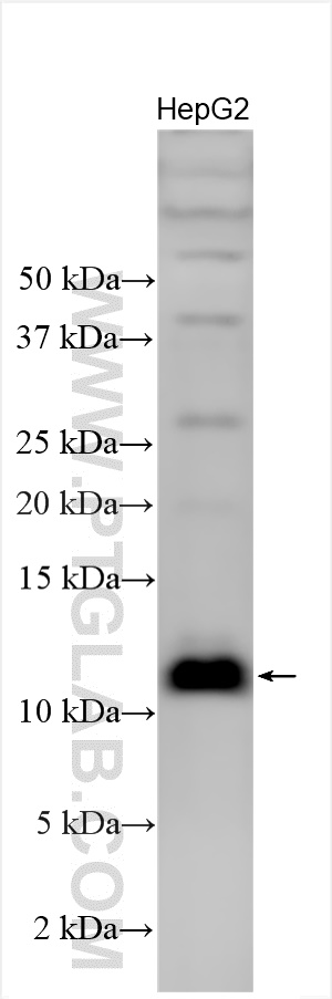WB analysis using 15233-1-AP