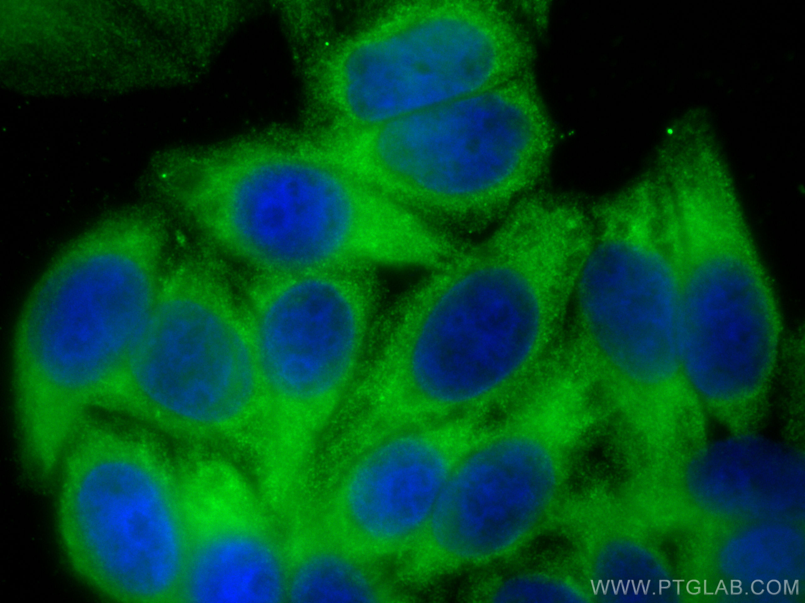 IF Staining of HepG2 using 29522-1-AP
