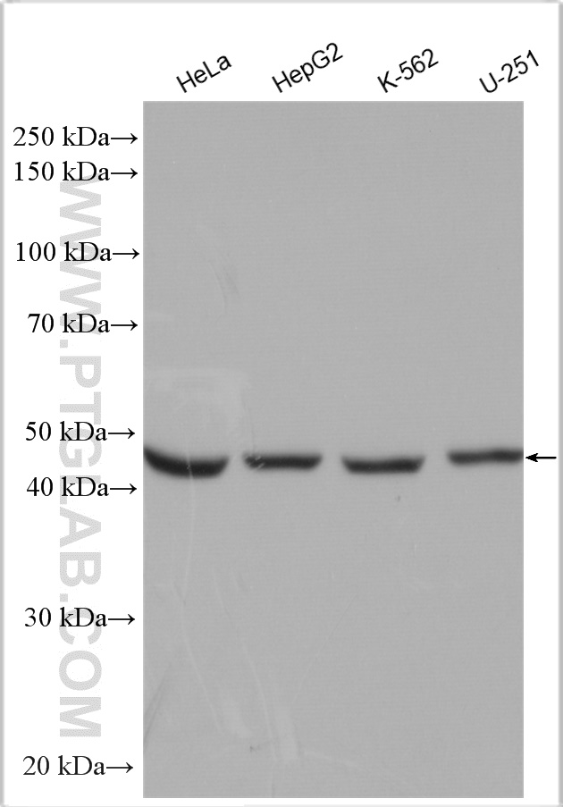 WB analysis using 29522-1-AP