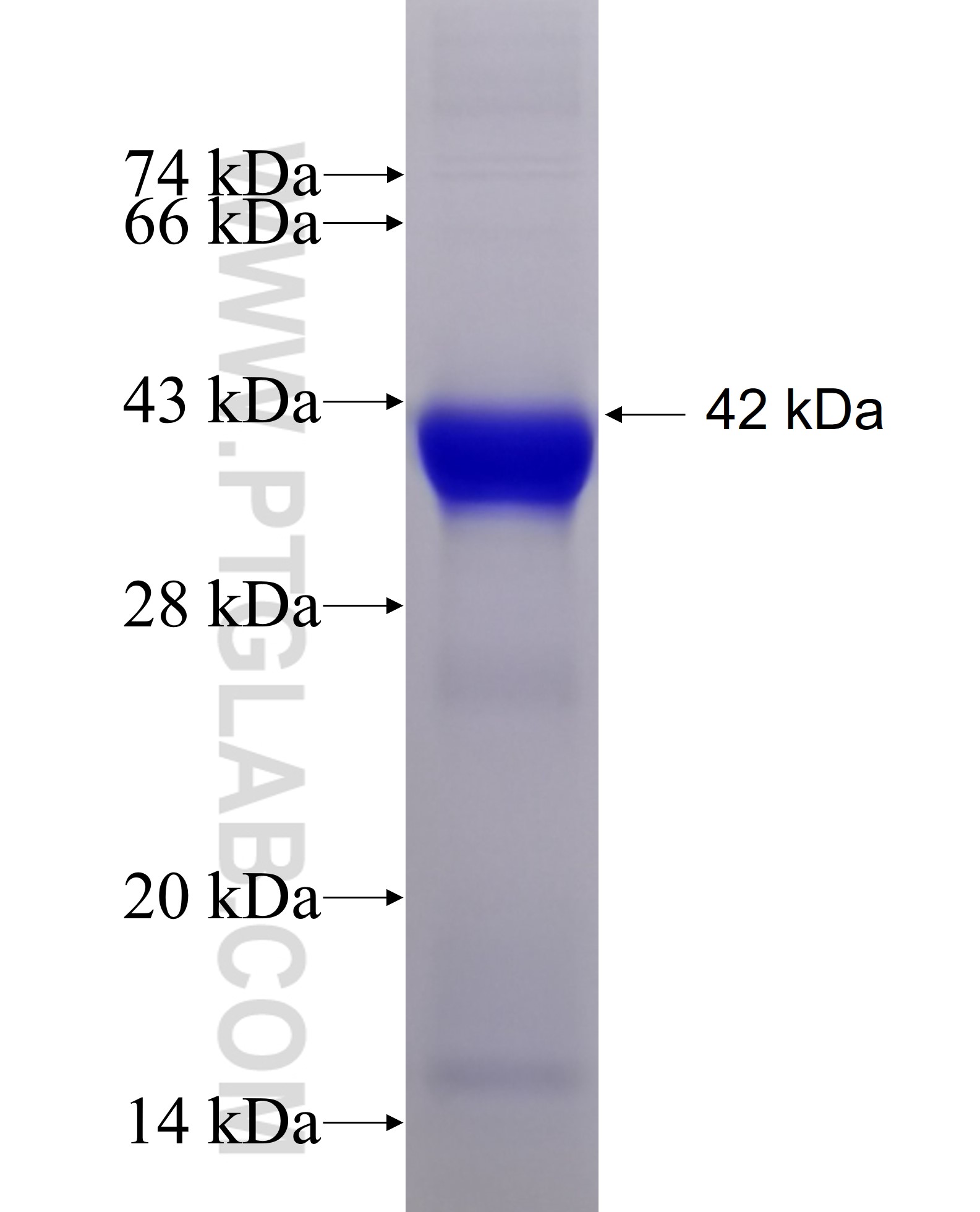 MRPL38 fusion protein Ag8927 SDS-PAGE