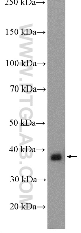 WB analysis of HL-60 using 27484-1-AP