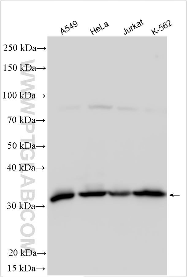 WB analysis using 16394-1-AP