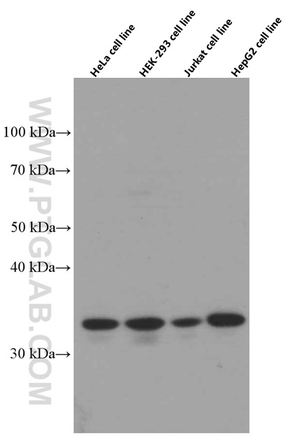 WB analysis using 66531-1-Ig