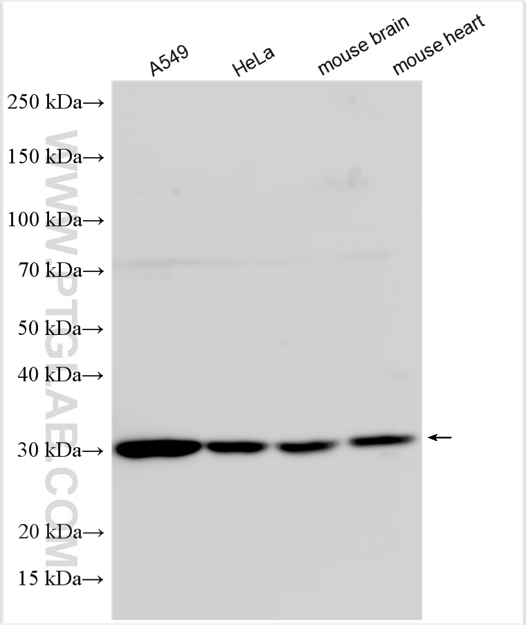 WB analysis using 16611-1-AP