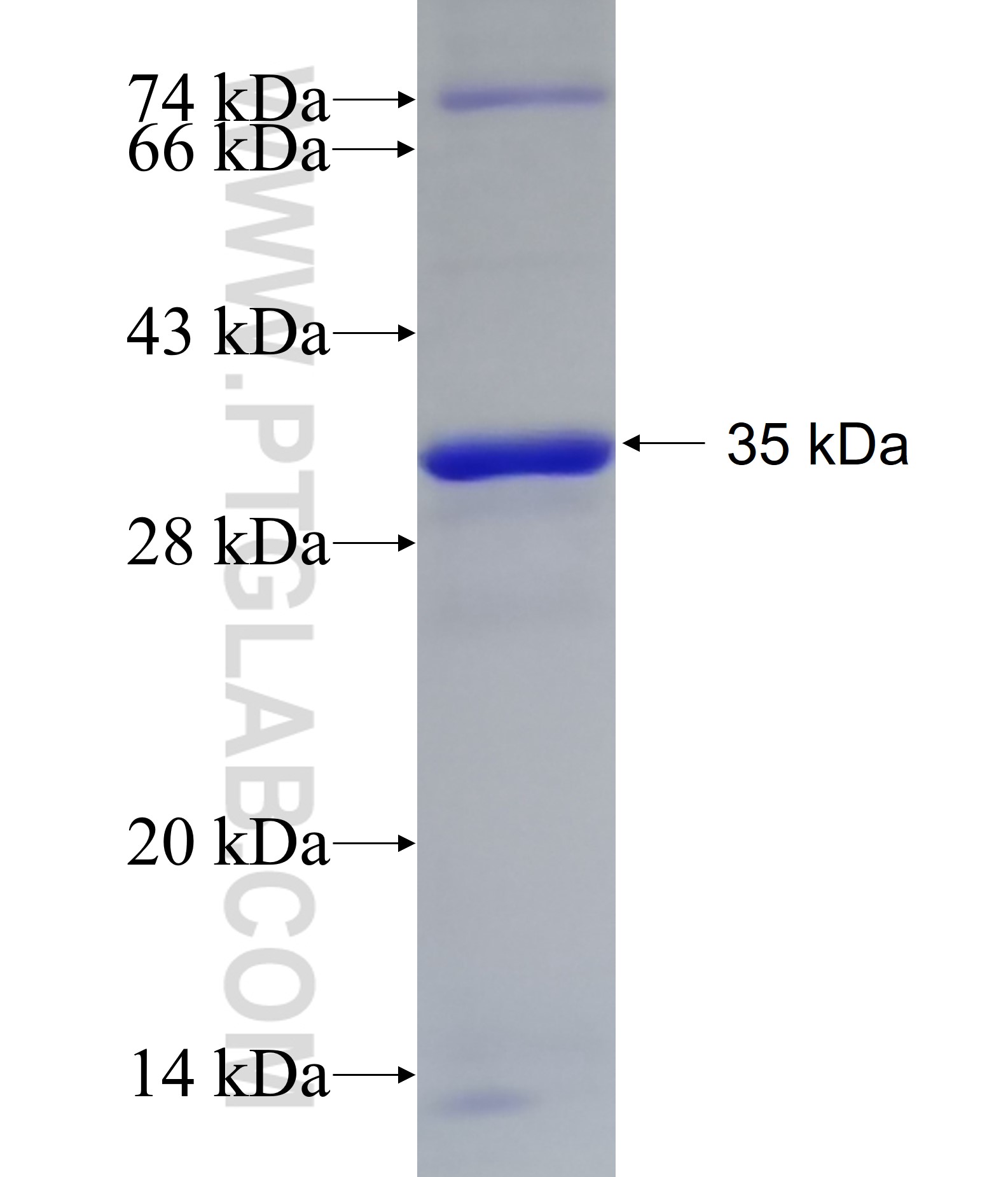 MRPL46 fusion protein Ag9713 SDS-PAGE