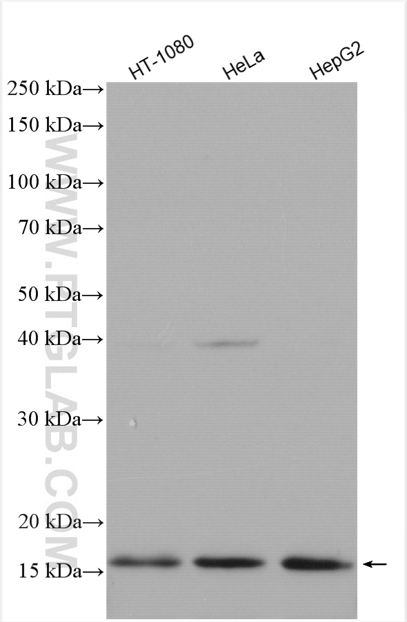 WB analysis using 17213-1-AP
