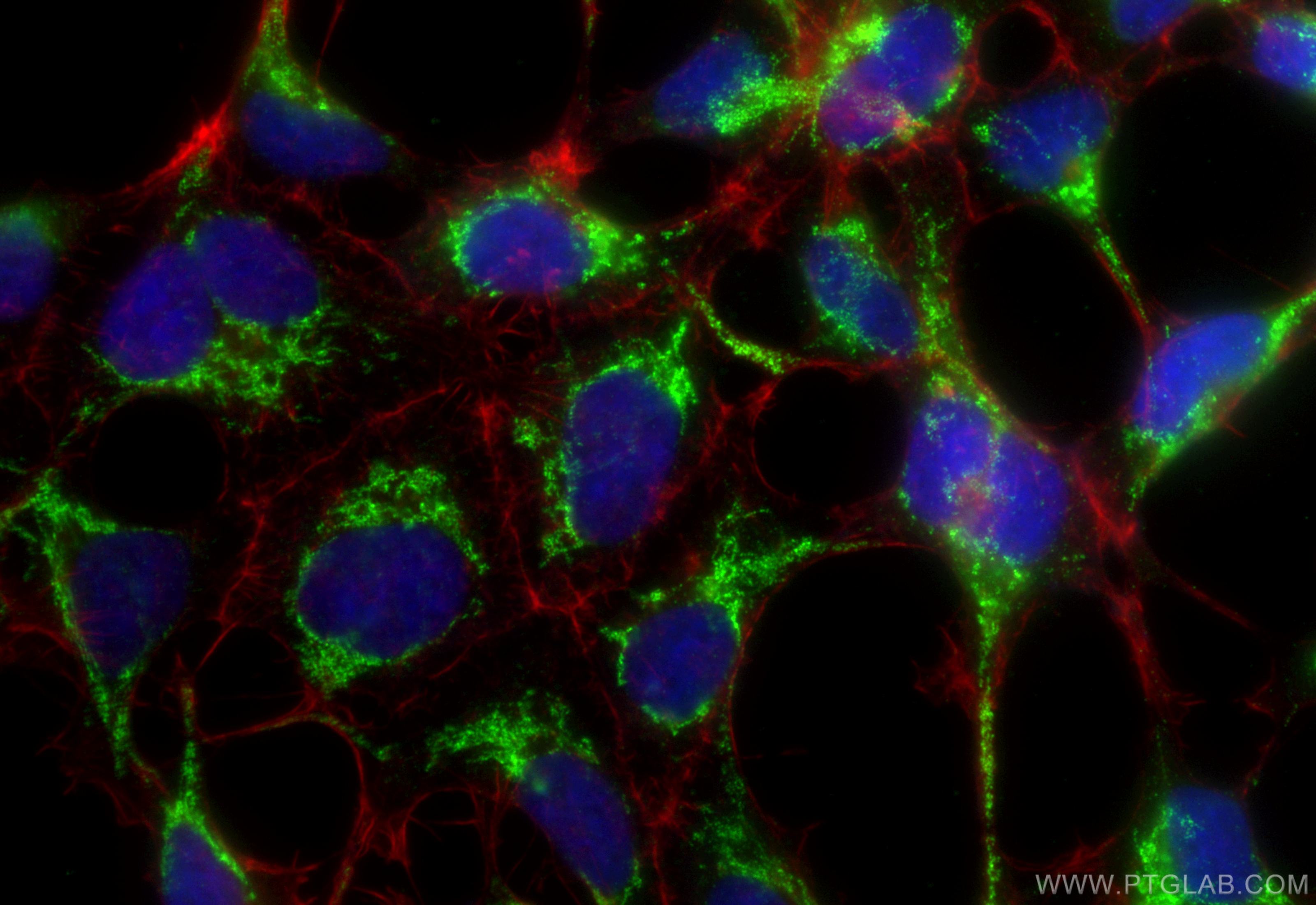 IF Staining of HEK-293 using 83565-1-RR (same clone as 83565-1-PBS)