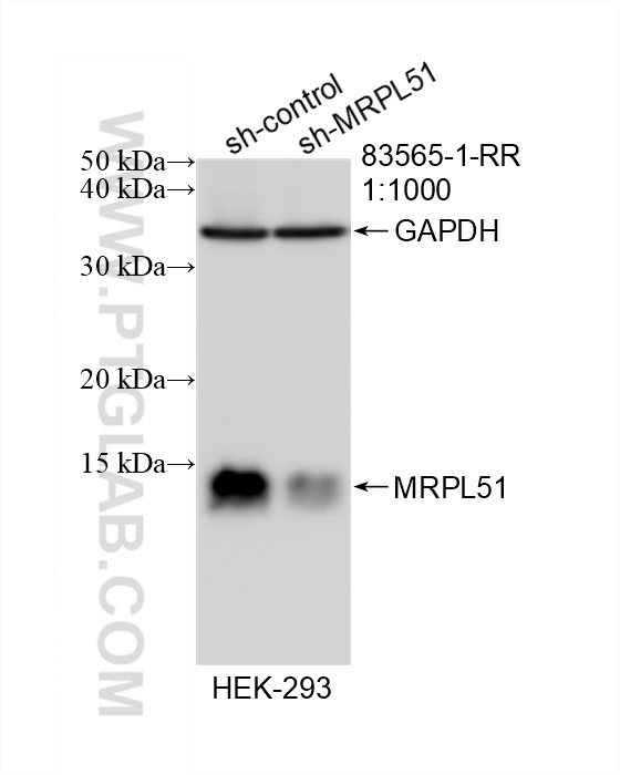 WB analysis of HEK-293 using 83565-1-RR (same clone as 83565-1-PBS)