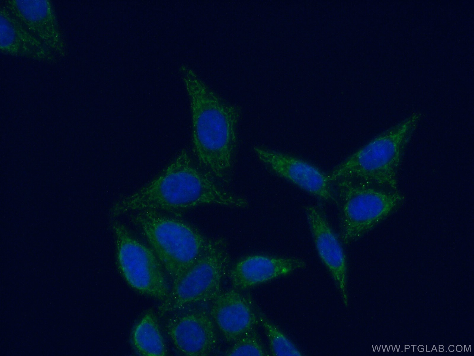 IF Staining of HepG2 using 16800-1-AP