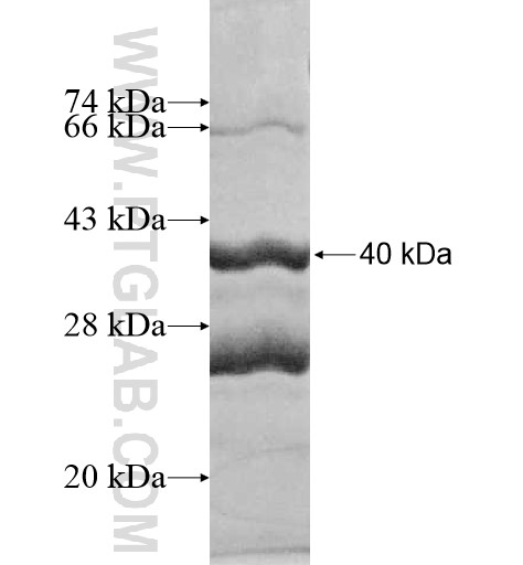 MRPL52 fusion protein Ag10280 SDS-PAGE