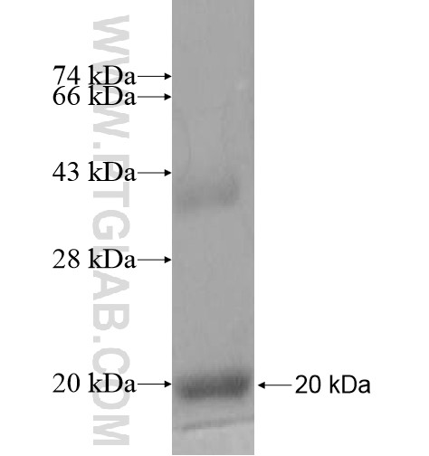 MRPL52 fusion protein Ag10605 SDS-PAGE MRPL52 fusion protein Ag10605 SDS-PAGE