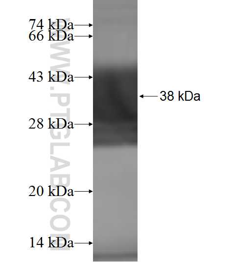 MRPL53 fusion protein Ag9210 SDS-PAGE