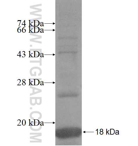 MRPL53 fusion protein Ag9500 SDS-PAGE MRPL53 fusion protein Ag9500 SDS-PAGE