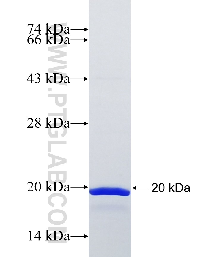 MRPL55 fusion protein Ag12062 SDS-PAGE MRPL55 fusion protein Ag12062 SDS-PAGE
