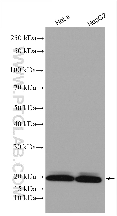 WB analysis using 16030-1-AP