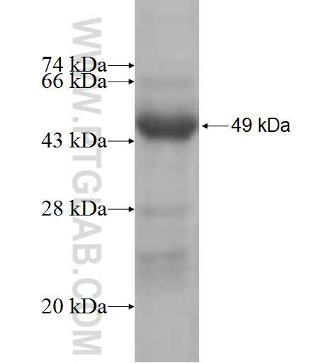 MRPS10 fusion protein Ag8897 SDS-PAGE