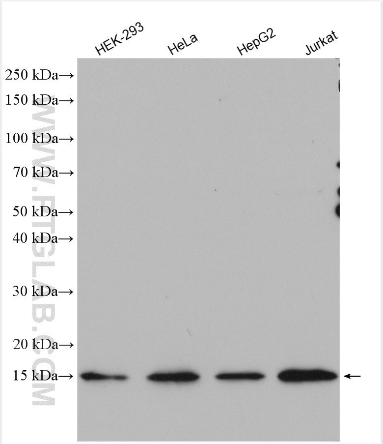 WB analysis using 15225-1-AP