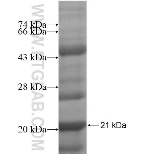 MRPS12 fusion protein Ag7464 SDS-PAGE MRPS12 fusion protein Ag7464 SDS-PAGE