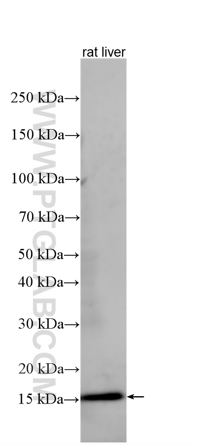 WB analysis using 16301-1-AP