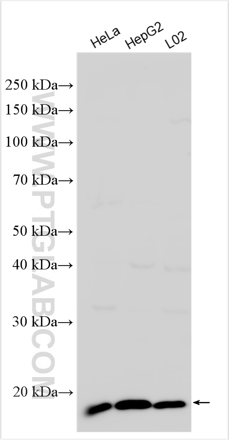 WB analysis using 16235-1-AP