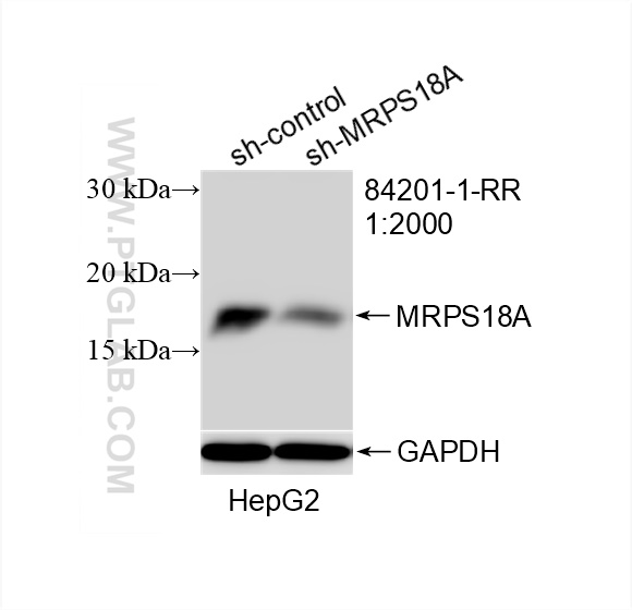 WB analysis of HepG2 using 84201-1-RR (same clone as 84201-1-PBS)