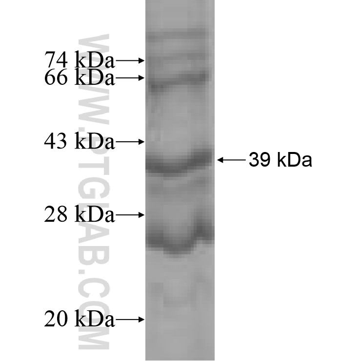 MRPS2 fusion protein Ag8513 SDS-PAGE