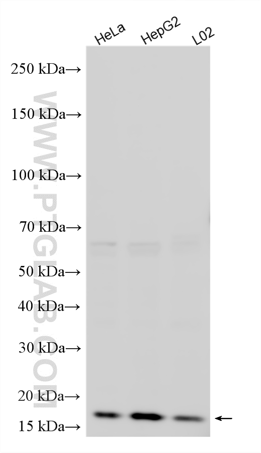 WB analysis using 16213-1-AP WB analysis using 16213-1-AP