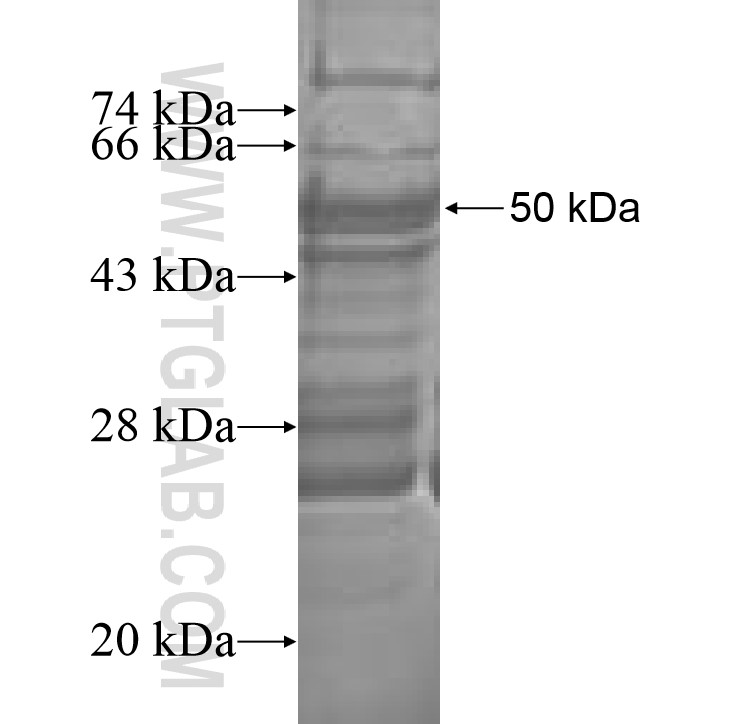 MRPS26 fusion protein Ag8797 SDS-PAGE