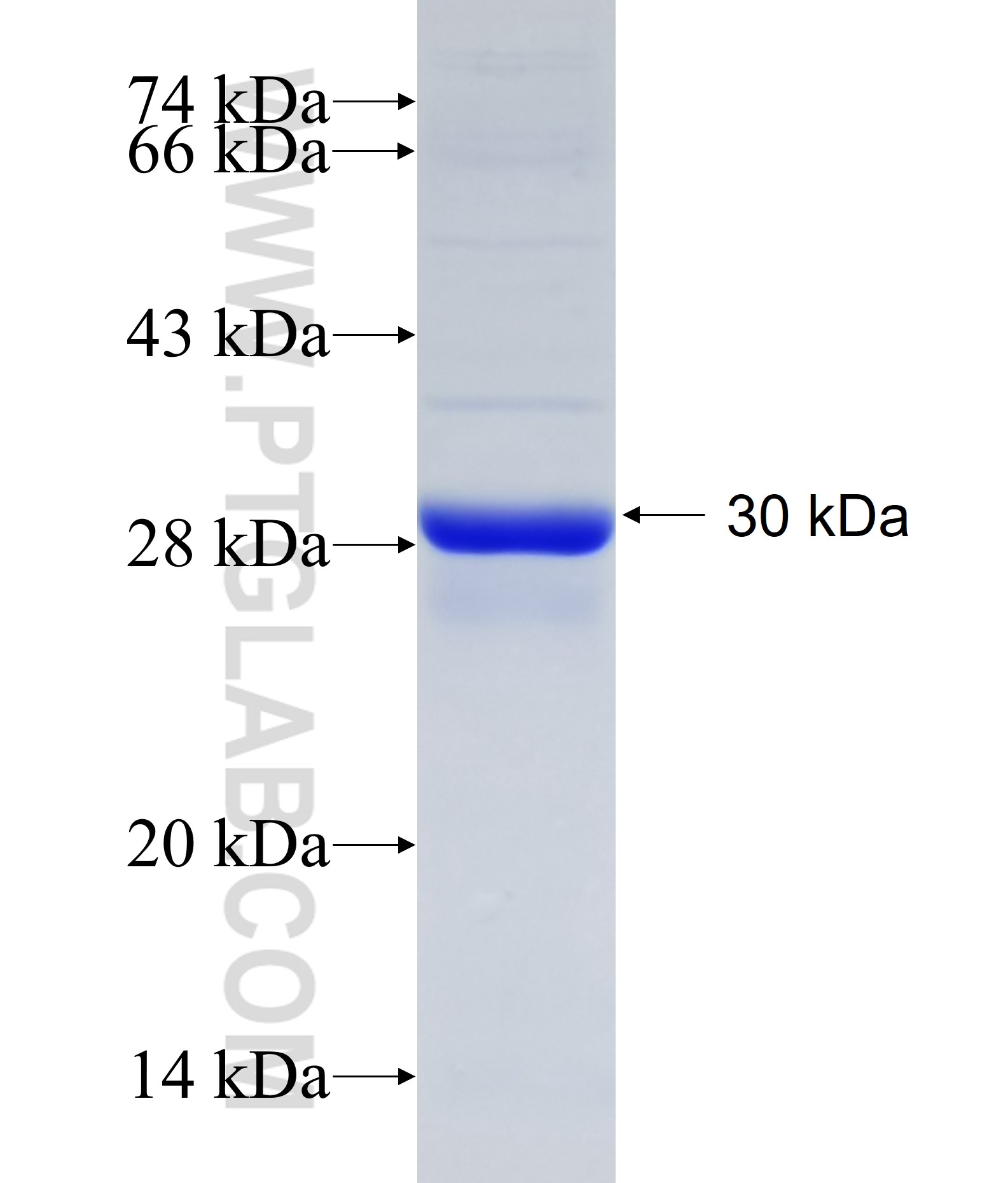 MRPS26 fusion protein Ag9221 SDS-PAGE