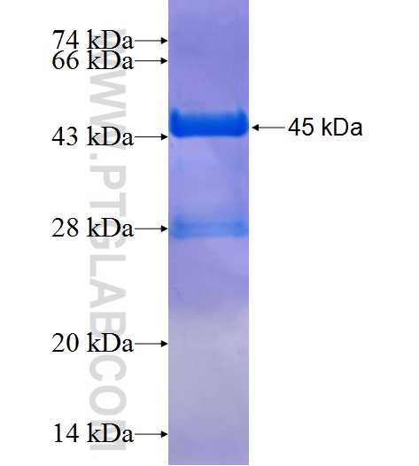 MRPS27 fusion protein Ag11047 SDS-PAGE