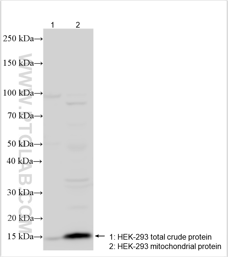WB analysis using 17162-1-AP