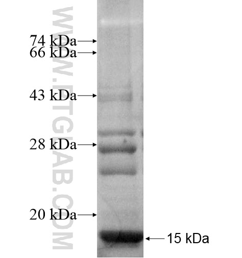 MRPS33 fusion protein Ag10642 SDS-PAGE MRPS33 fusion protein Ag10642 SDS-PAGE
