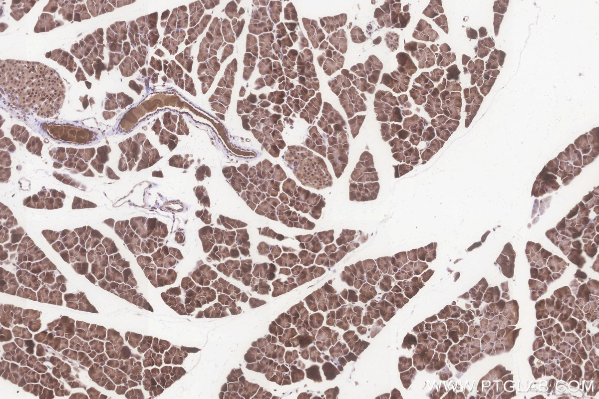 IHC staining of mouse pancreas using 16457-1-AP IHC staining of mouse pancreas using 16457-1-AP