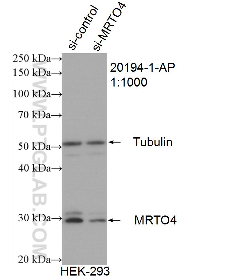 WB analysis of HEK-293 using 20194-1-AP