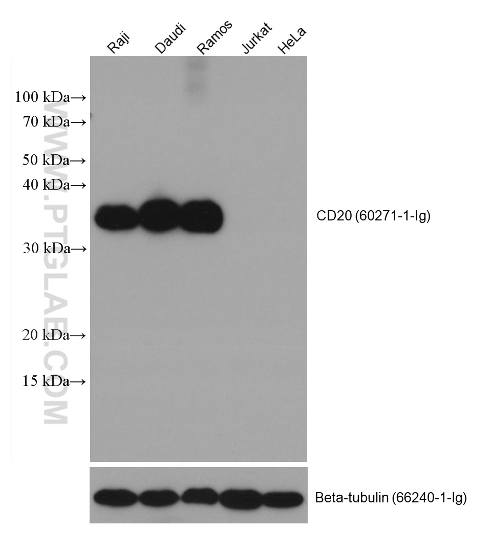 WB analysis using 60271-1-Ig (same clone as 60271-1-PBS)