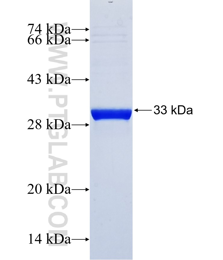 MS4A10 fusion protein Ag37034 SDS-PAGE