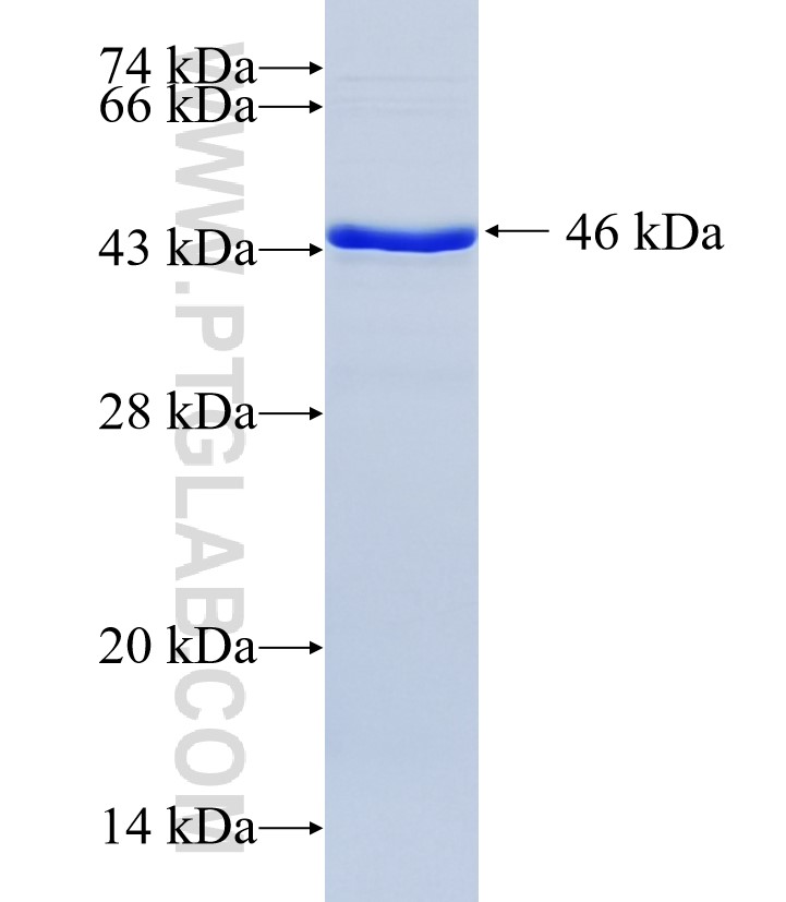 MS4A14 fusion protein Ag36220 SDS-PAGE MS4A14 fusion protein Ag36220 SDS-PAGE
