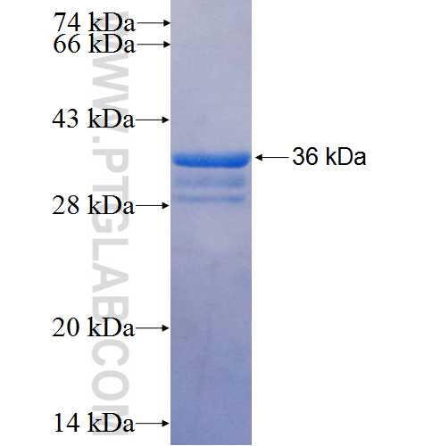 MS4A2 fusion protein Ag25196 SDS-PAGE