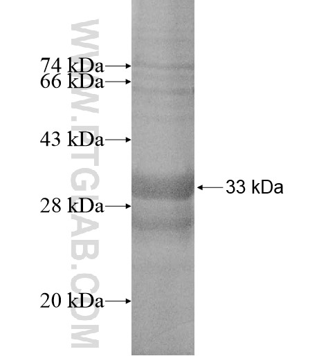 MS4A5 fusion protein Ag14206 SDS-PAGE MS4A5 fusion protein Ag14206 SDS-PAGE