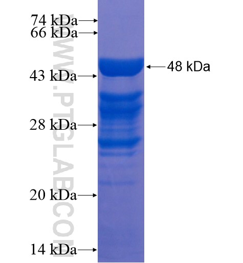 MSC fusion protein Ag13489 SDS-PAGE