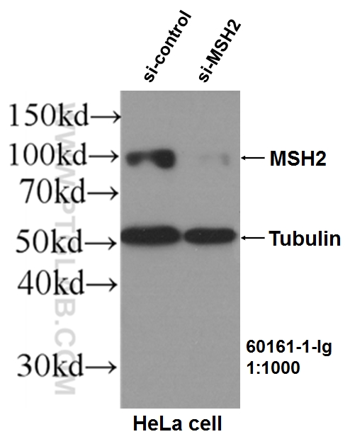 WB analysis of HeLa using 60161-1-Ig