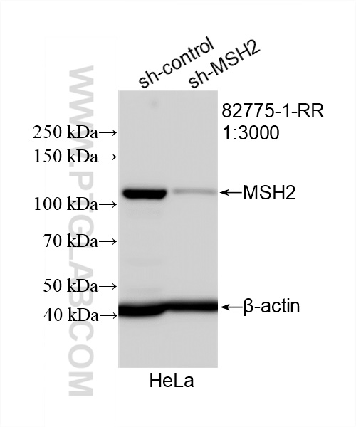 WB analysis of HeLa using 82775-1-RR