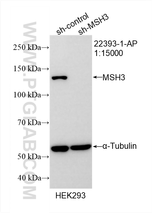 WB analysis of HEK-293 using 22393-1-AP