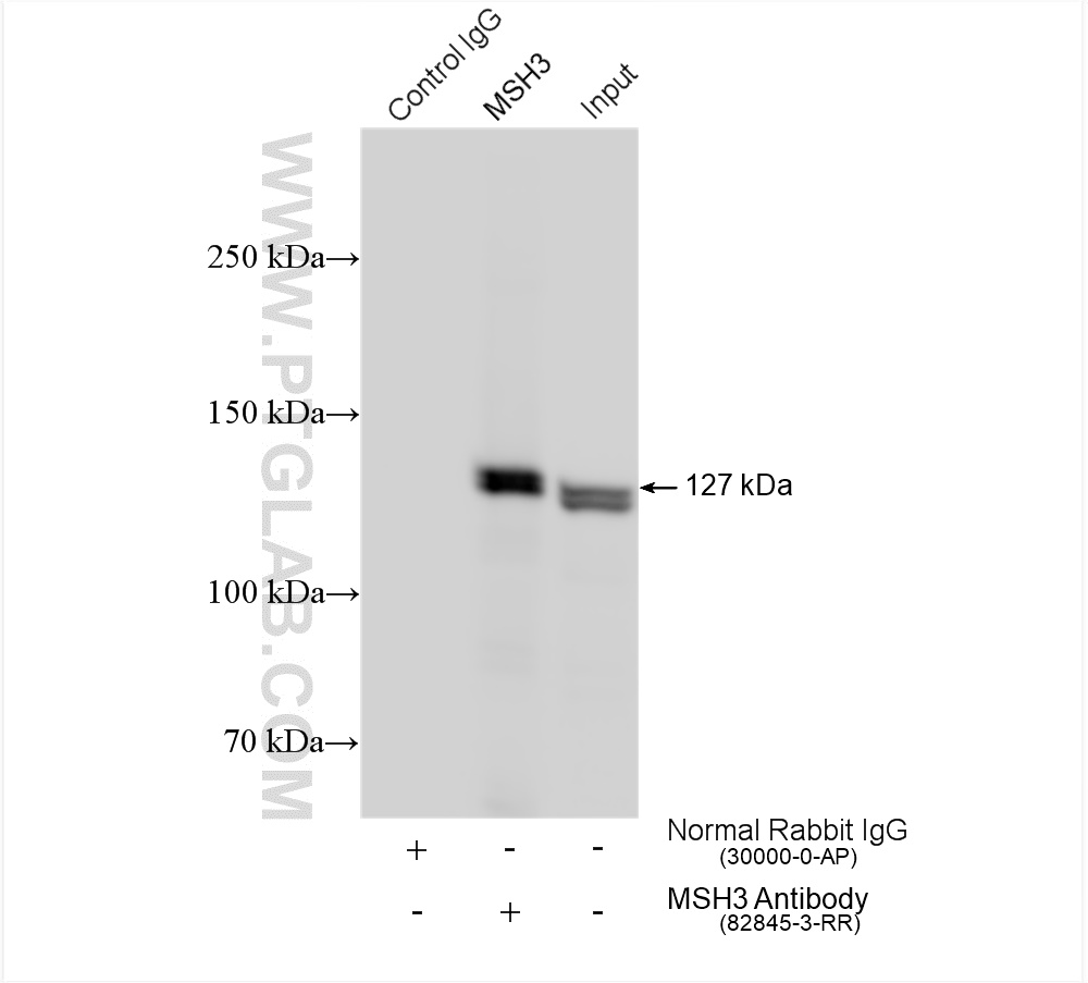 IP experiment of HeLa using 82845-3-RR