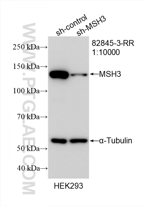 WB analysis of HEK-293 using 82845-3-RR
