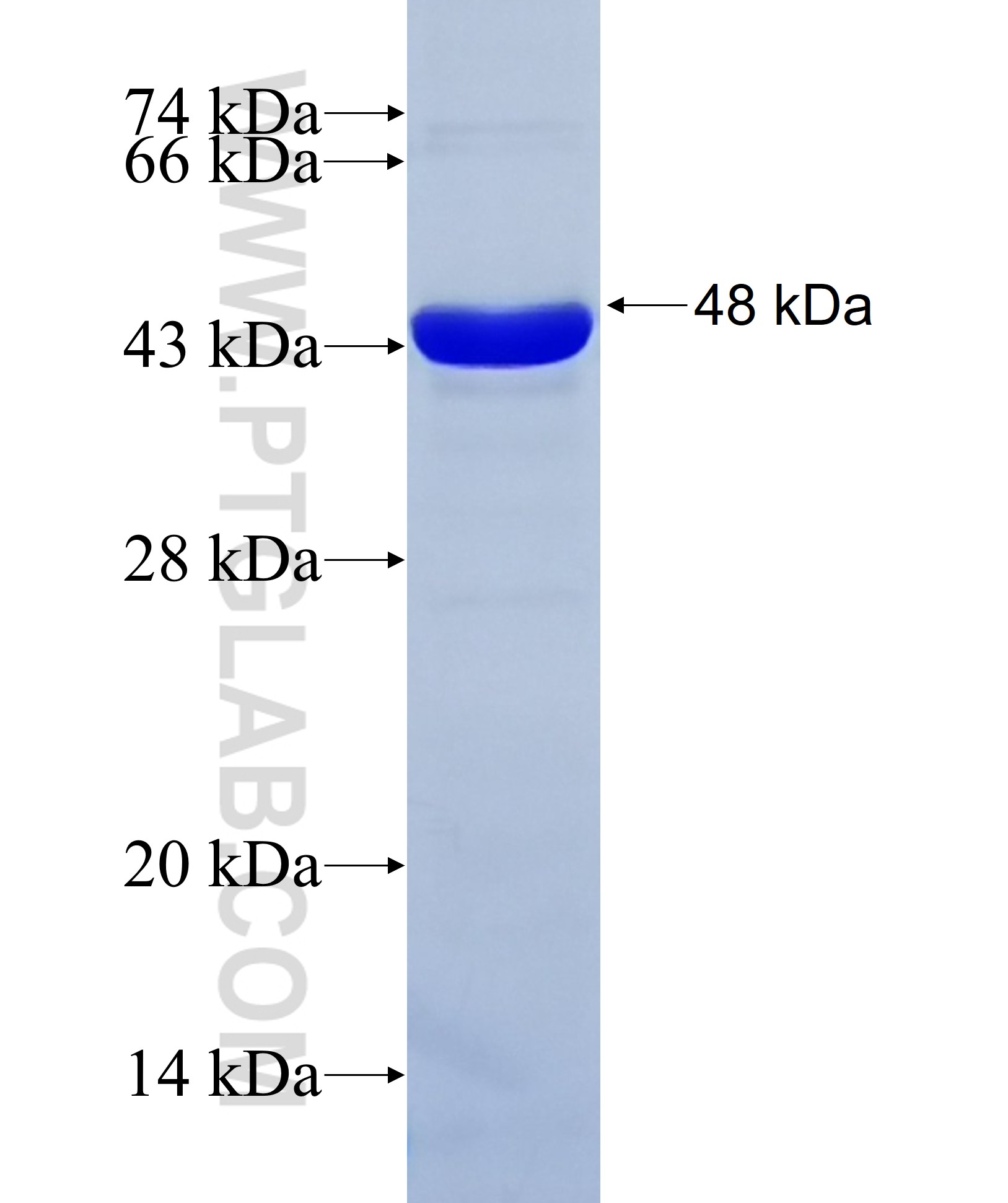 MSH3 fusion protein Ag19187 SDS-PAGE