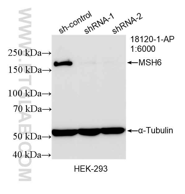 WB analysis of HEK-293 using 18120-1-AP