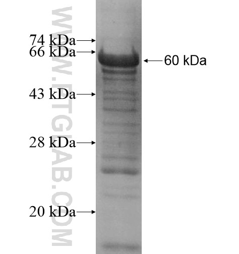 MSH6 fusion protein Ag12645 SDS-PAGE
