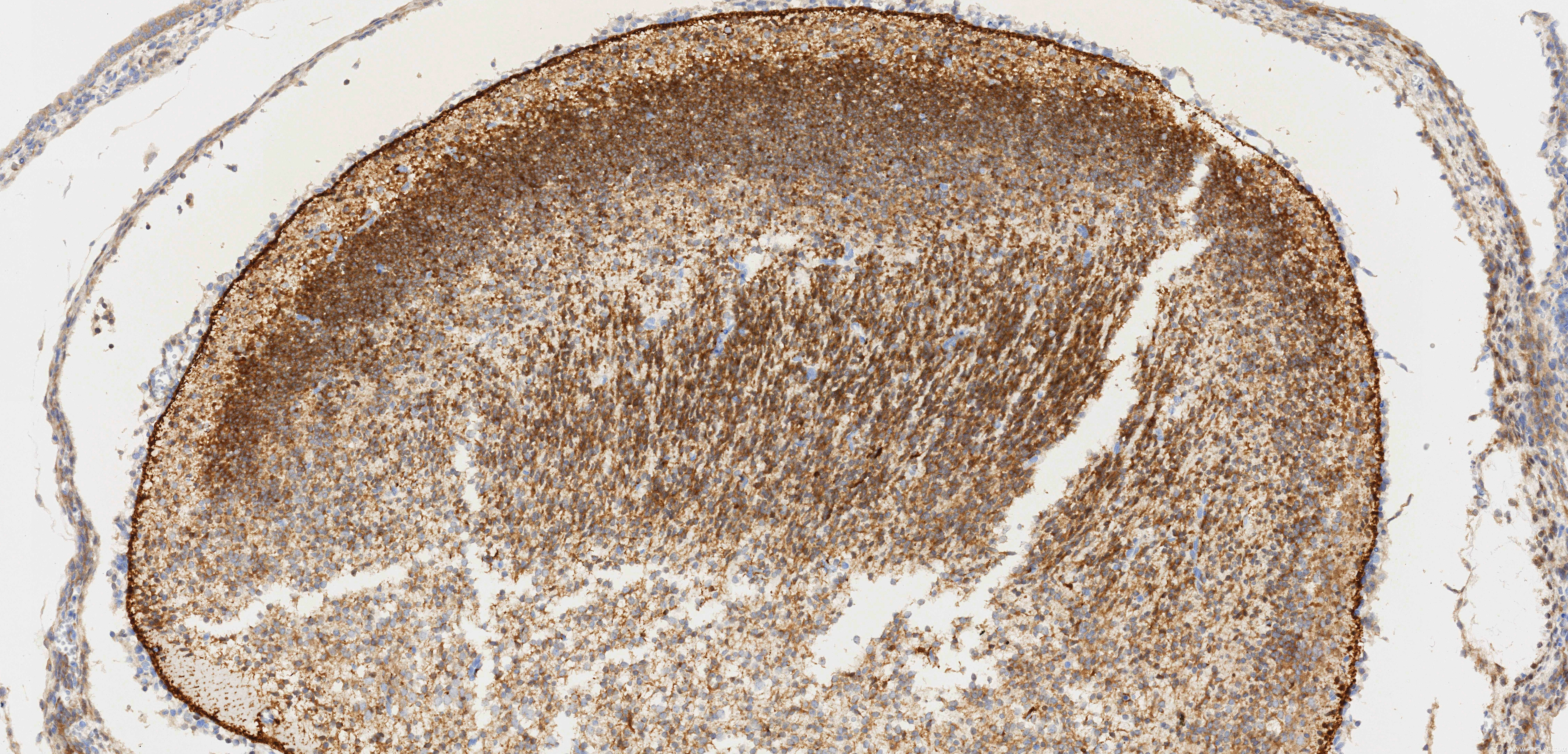 IHC staining of mouse embryo using 86723-1-RR (same clone as 86723-1-PBS)